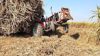 Tractor Stunts | Three Mf 385 struggling to pull out heavy loaded sugarcane trolley | Power Show