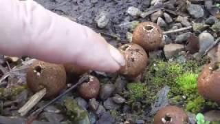 Wolf Fart Puffballs or Lycoperdon Pyriforme