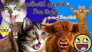 මට තෝ දකිද්දී ..|saththu katha karana video|Ado thota puluwan nam mata kochchra puluwanda|Pissa