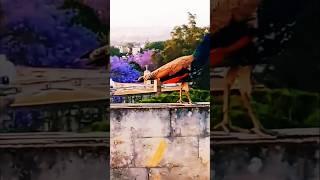 #3659 TRAVEL TIME - El Pavo Real en mi piso de alquiler (Part 2) Attard, Malta, Europa