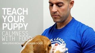 Teach Your Puppy Calmness With Food- With Steve From Pack Leader Dogs