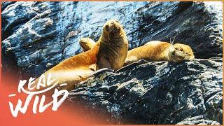 What Can We Learn About The Steller Sea Lion? | The Blue Realm