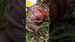 Escargot is delicious with butter and parsley #Escargot #snails