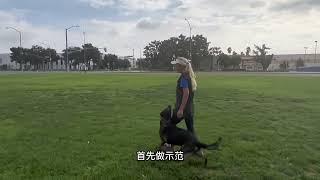 护卫犬是如何训练的 #工作犬 #护卫犬