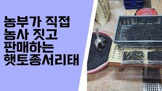 토종서리태 판매 종료합니다.구입해주신 분들께 진심 감사드립니다