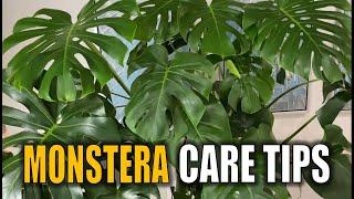 7 MONSTERA Plant Care Tips You Need to KNOW : Monstera Deliciousa