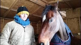 How to teach a horse to self halter.