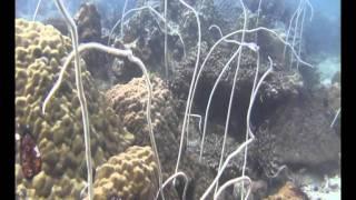 Sony Cyber-shot DSC W570  Underwater VDO Test Part1