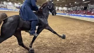 "BABY HORSE" Two Year Old Stallion - Owners, Keith & Lorraine Rosbury - Asheville, NC - Oct. 7, 2021