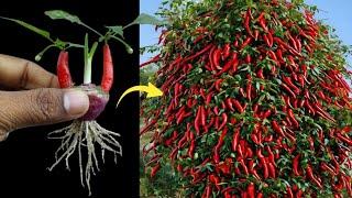 Simple method propagate chili ️ tree with plastic glass || How to grow chili tree at home