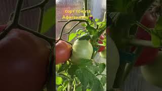 Сорт томата Афигенные (крупноплодный)