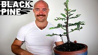 Black Pine Bonsai | Pruning and wiring my Native Australian Black Pine