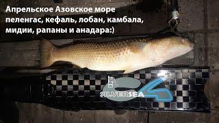 Апрельское Азовское море: пелики, лобанчики, кефаль, камбала, креветки, рапаны и анадара:)