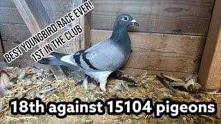 1st in the club | 18th against 15104 Birds Sect 4 | Racing pigeons