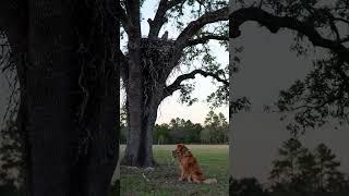 Wings & Wags: A Joyful Chase#dog #birds #pawsomeperformance