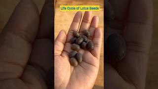 Life Cycle of Lotus Seeds in 14 Seconds #shorts #lotusseed #ytshorts #viral #shortfeed #plants