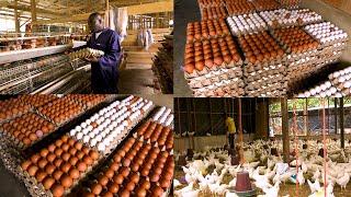 I HAVE 18,000 BIRDS IN MY POULTRY FARM - ELDER DANIEL MENDS