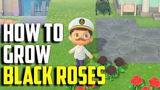 How to Grow Black Roses | Black Roses ACNH | Animal Crossing New Horizons Black Roses | Black Roses