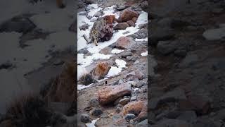 雪豹发飙！雪豹与狗子争夺食物！#snow leopard #animal 【跟着图尔去旅行】