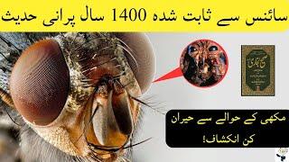 Housefly's Deadly Secret! This Miracle of Prophet ﷺ Hadith Will Shock You! Miracle of Islam