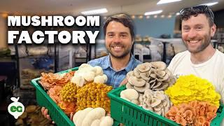 THIS is How Mushrooms Are Made 