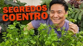 Como cultivar Coentro