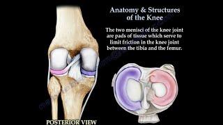Anatomy & Structures Of The Knee  , knee pain