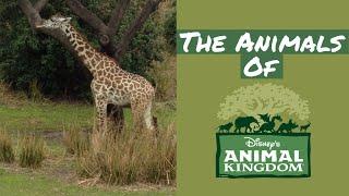 Exploring the Animals of Disney's Animal Kingdom || Disney World