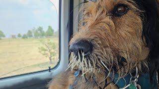 Watch If Your Dog Has Porcupine Quills Stuck In Them - What To Do And Expect If You Go To The ER!