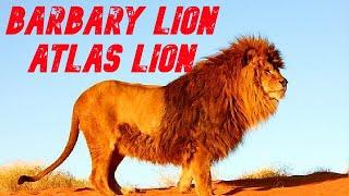  THE ATLAS LION  The BIGGEST LION ever ▶️ El LEÓN del ATLAS - El LEON más GRANDE de la HISTORIA