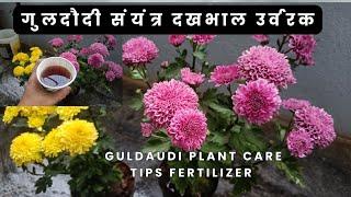 Guldaudi Plant Care | Best Fertilizer for Healthy Growth|गुलदाउदी पौधे की देखभाल युक्तियाँ खाद