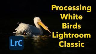 Lightroom for White Birds