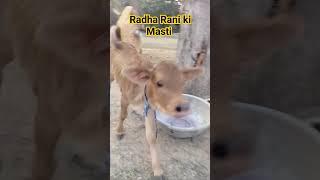 Radha Rani ki Masti l cow farm l #dairyfarming #minicow #minivlog #ganeshadairyfarmrealdairyfarmer