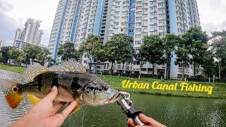 Canal Fishing in Singapore targeting Peacock Bass using Soft Plastics!