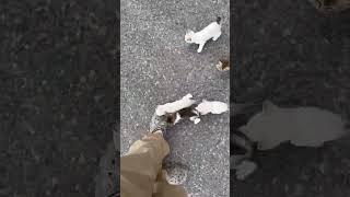 Man Gets Ambushed by Adorable Kittens!