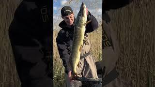 Wielki szczupak z filmu! #ryby #fishing #spinning #wedkarstwo #fish #wędkarstwo #szczupak