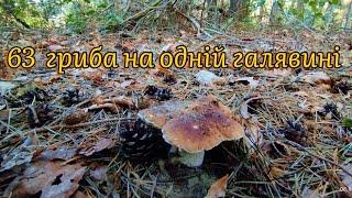 63 боровики золотисті на одній галявині, стільки ще не знаходив. #boletus #гриби #grzyby #грибы