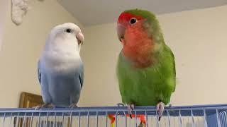 Lovebirds chirping - an oldie of Rosie and Blue