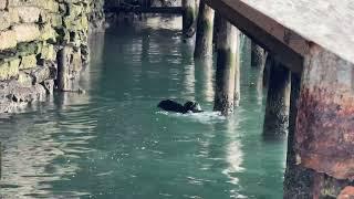 Male sea Otter attacks mamma otter