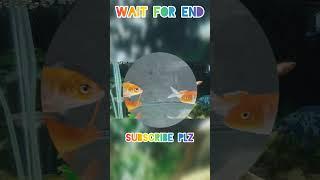 Beautiful Fish For Fish Tank || Mali Fish Shorts || New Molly Fish || Molly Fish Fries || ummerazi