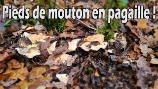 Cèpes, pieds de mouton et chanterelles : encore une belle journée !