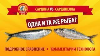 В чем разница между сардиной и сардинеллой?