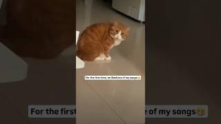 Cat Listen to Song #cat #pets #cute #funnyanimals #trendingshorts