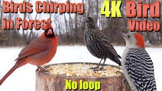 Birds Singing in the Woods, CatTV, Relaxing Sound for Separation Anxiety, DogTV, 017-022 mix11