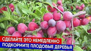 Сделайте это немедленно - подкормка деревьев осенью