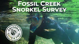 AZ Native Fish Snorkel Survey at Fossil Creek