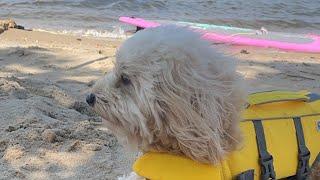 A SUP Adventure with Tedi The Dog With Passport to Travel is live!