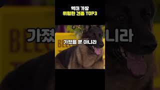 세계에서 가장 위험한 견종 top5[지식똥개]