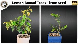 Lemon Bonsai Tree(s)