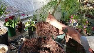 Long Needle Pine repot